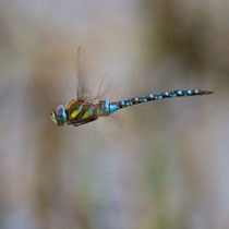 Aeshna mixta - Maschio in volo territoriale (Foto M.Pettavino)