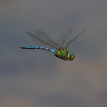 Anax imperator  - Maschio in difesa territoriale (Foto M.Pettavino)