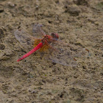 Sympetrum fonscolombii - Maschio (foto M.Pettavino)