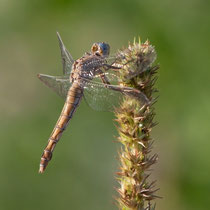Orthetrum brunneum - Femmina (Foto M.Pettavino)