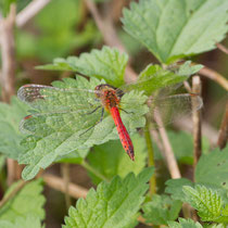 Sympetrum depressiusculum - Maschio (foto M.Pettavino)