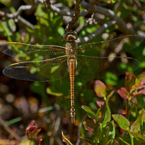 Hemianax ephippiger - Femmina (Foto M.Pettavino)