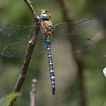 Aeshna mixta - Maschio (Foto M.Pettavino)