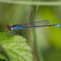 Erythromma viridulum - Maschio (Foto M.Pettavino)