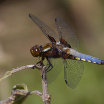 Libellula depressa - Maschio (Foto M.Pettavino)
