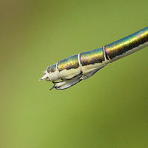 Lestes virens vestalis - Ovodepositore (Foto M.Pettavino)