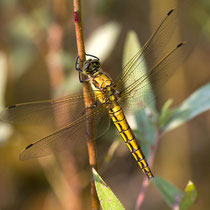 Orthetrum cancellatum - Femmina (Foto M.Pettavino)