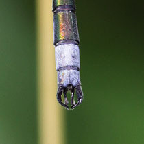 Lestes sponsa - Appendici (foto M.Pettavino)