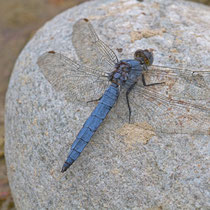 Orthetrum brunneum - Maschio (Foto M.Pettavino)