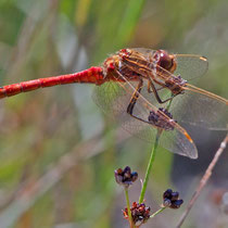 Sympetrum vulgatum - Maschio (Foto M.Pettavino)