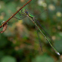 Lestes virens vestalis - Maschio (Foto M.Pettavino)