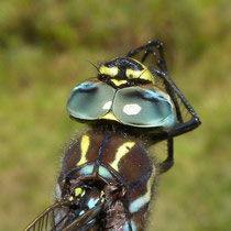 Aeshna juncea - Strie anteumerali lunghe (Foto M.Pettavino)