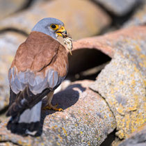 Rötelfalke Männchen, Spanien