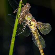 Libelle mit Larve, Dättwiler Weiher