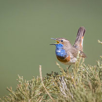 Blaukehlchen, Spanien