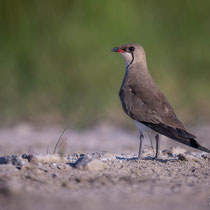 Rotflügel-Brachschwalbe, Spanien