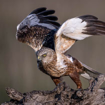 Rohrweihenmännchen, Spanien