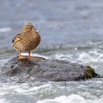 Stockente