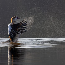 Nilgans