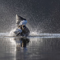 Nilgans