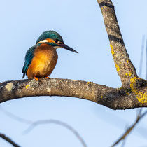 Eisvogel