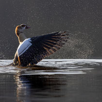 Nilgans
