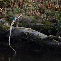 Eisvogel
