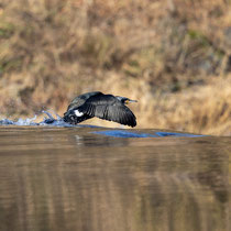 Kormoran
