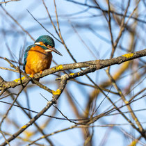 Eisvogel