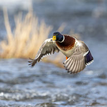 Stockente