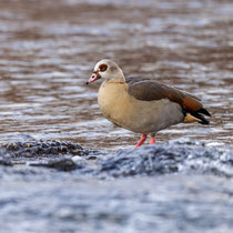 Nilgans