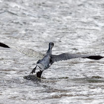 Kormoran