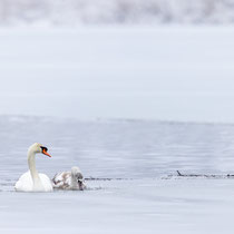 Höckerschwan