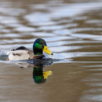 Stockente