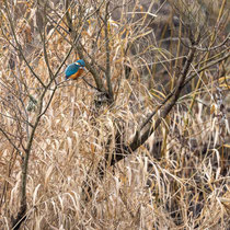 Eisvogel