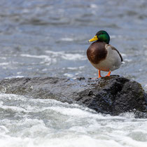 Stockente