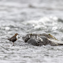 Wasseramsel