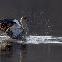 Nilgans