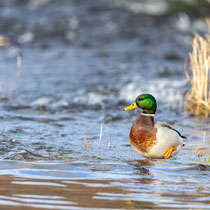 Stockente