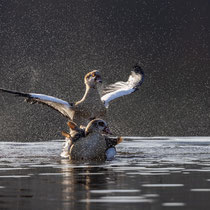 Nilgänse