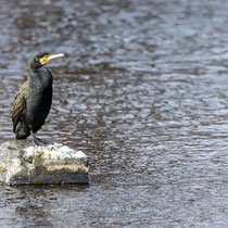 Kormoran