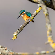 Eisvogel