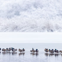 Diverse Enten