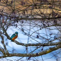Eisvogel