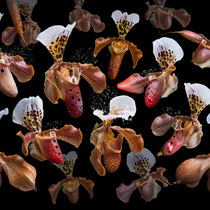 Orchidea exotica · © Olaf Bruhn 2023