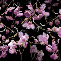 orchidea rosalia · © Olaf Bruhn 2023