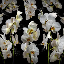 Orchidea lactea · © Olaf Bruhn 2023