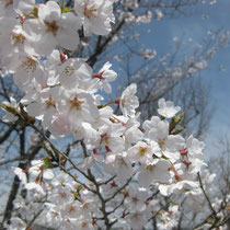 二本松跡の桜