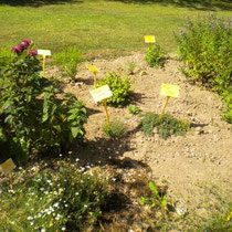 Le jardin aromatique dans tous ses états au mois d'Août avec la camomille, la monarde, le persil simple et le double, le basilic, 2 sortes de thyn, menthe
