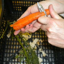 Epluchage des carottes